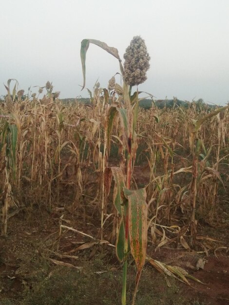 Plants growing on field against sky