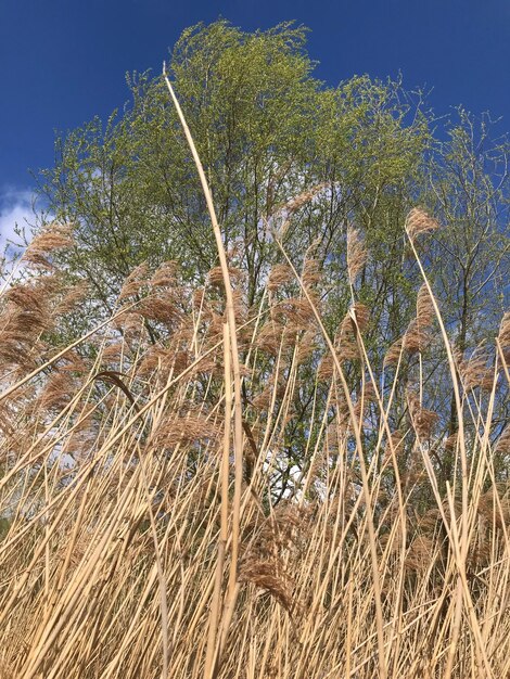 Plants growing on field against sky