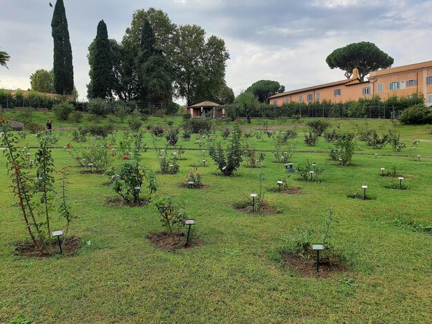 Foto piante che crescono sul campo contro il cielo