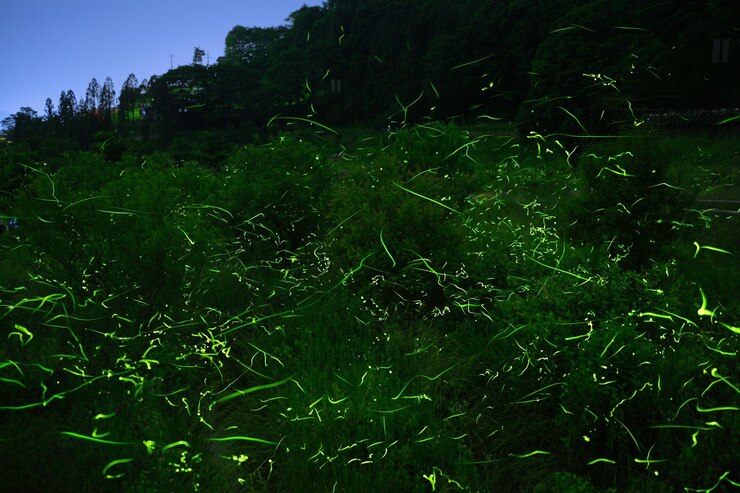 Photo plants growing on field against sky
