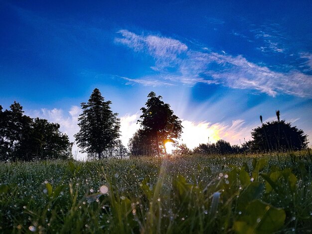 Plants growing on field against sky