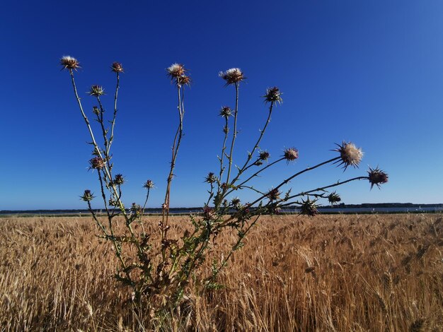 Plants growing on field against sky