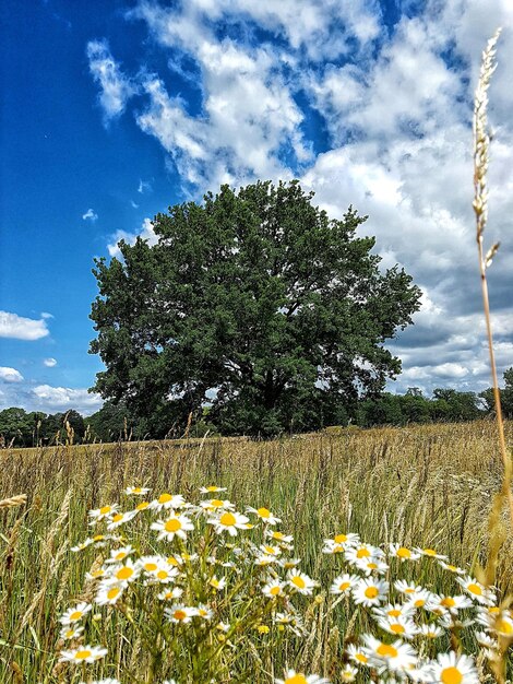 Plants growing on field against sky