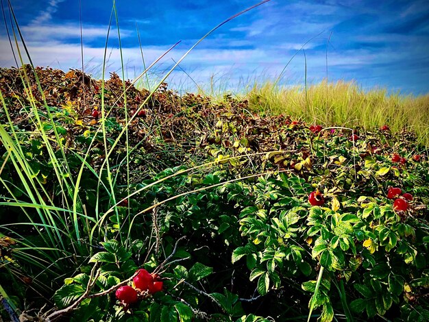 Plants growing on field against sky