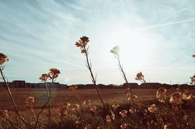 Foto piante che crescono sul campo contro il cielo