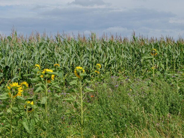 Plants growing on field against sky