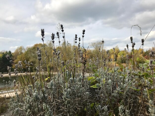 Plants growing on field against sky