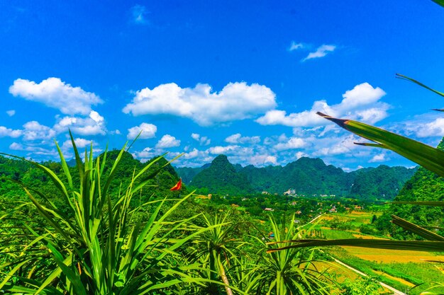 Plants growing on field against sky