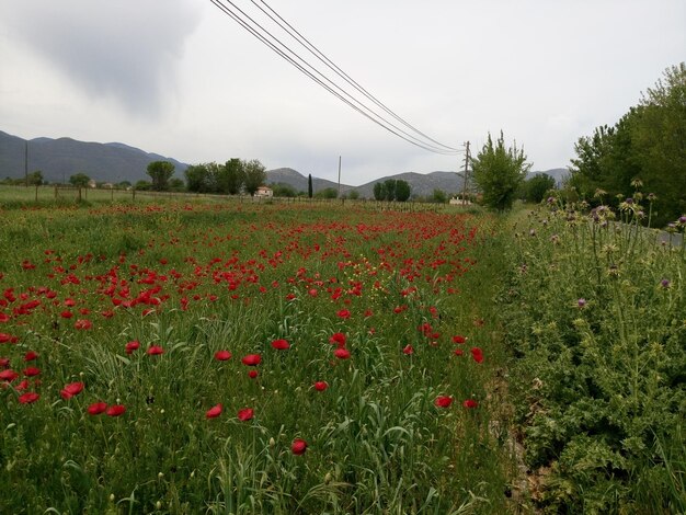 Foto piante che crescono sul campo contro il cielo