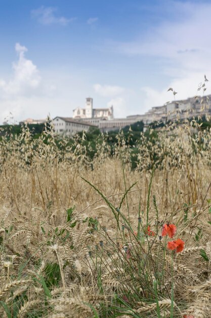 Plants growing on field against sky