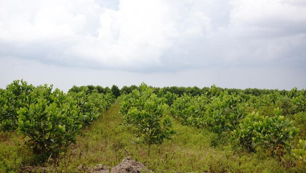 Plants growing on field against sky