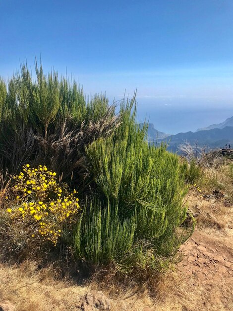 Foto piante che crescono sul campo contro il cielo