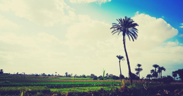 Plants growing on field against sky