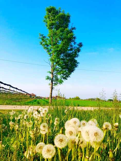 Plants growing on field against sky