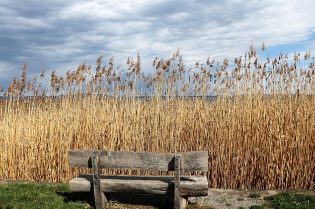 Plants growing on field against sky