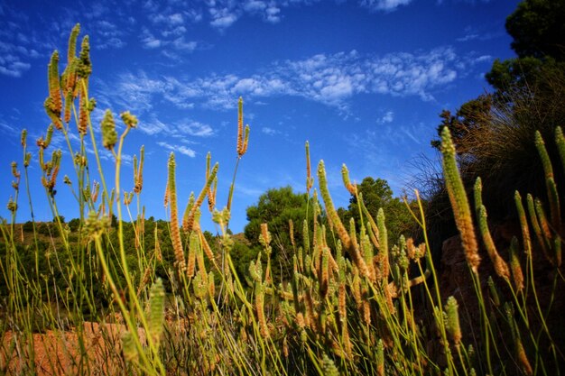 Plants growing on field against sky