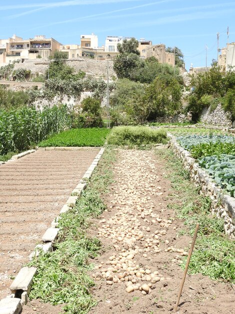 Plants growing on field by buildings against sky