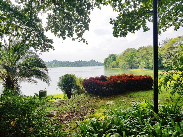 Photo plants growing on field by lake against sky