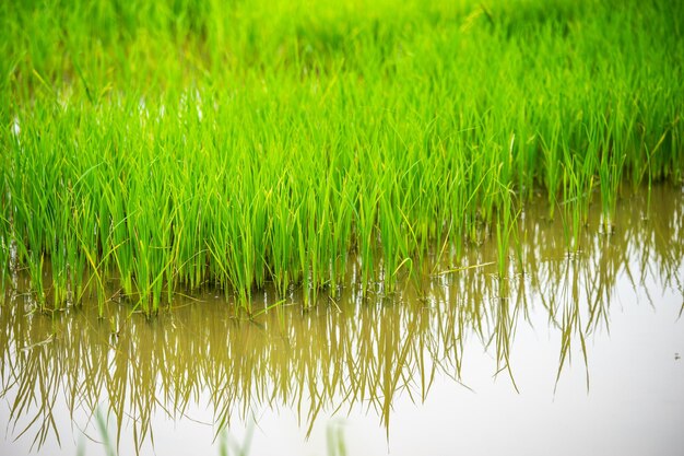 Plants growing on field by lake