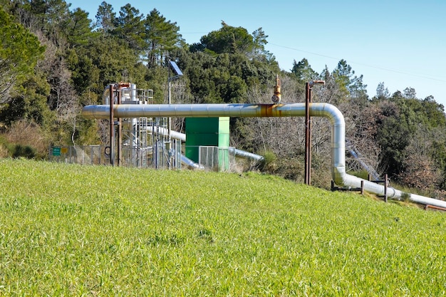 Photo plants growing on field by trees against clear sky