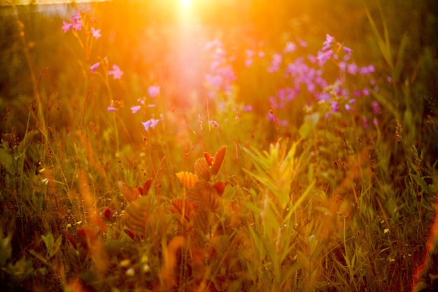 Photo plants growing on field during sunset