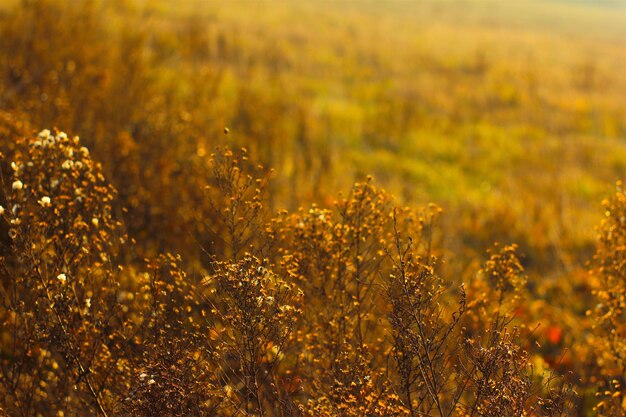 Plants growing on field in foggy weather