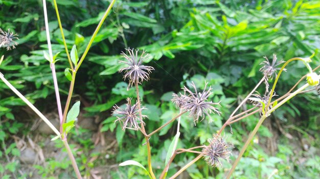 Plants growing on field in forest