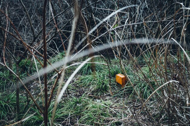 Plants growing on field in a forest