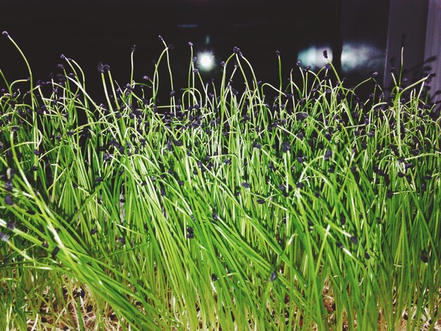 Foto piante che crescono sul campo di notte