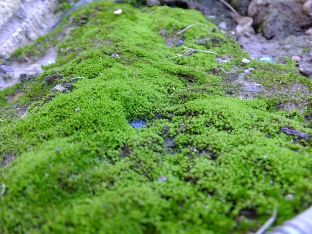 Foto piante che crescono in campo