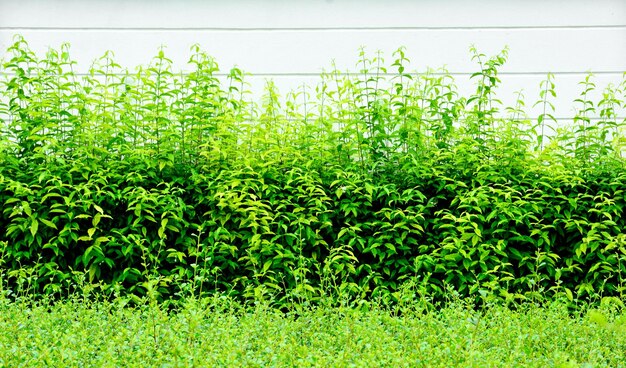 Photo plants growing on field