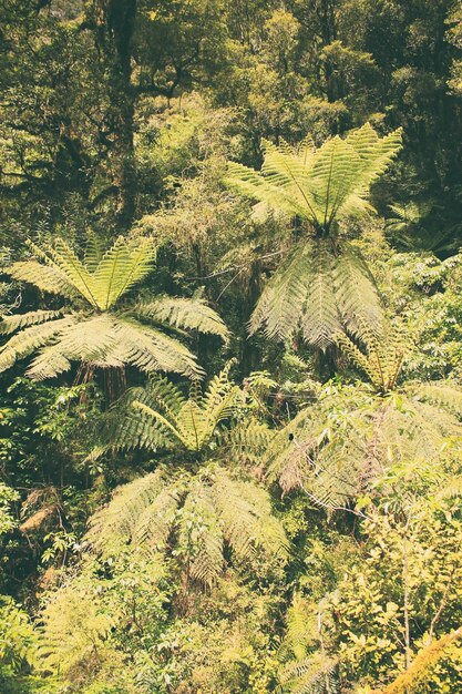 Photo plants growing on field