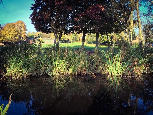 Photo plants growing on field