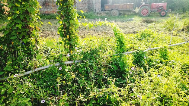 Plants growing on field