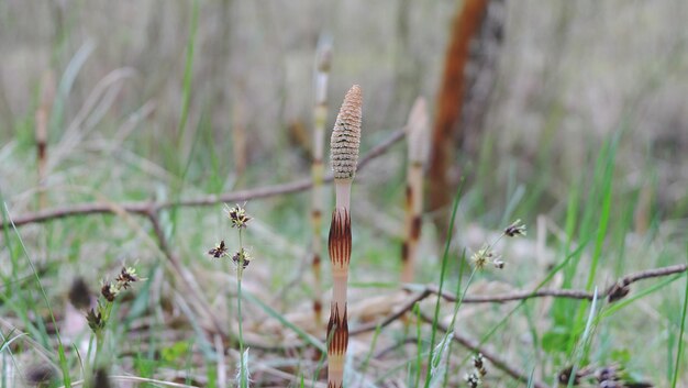 Photo plants growing on field