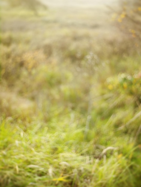 Photo plants growing on field