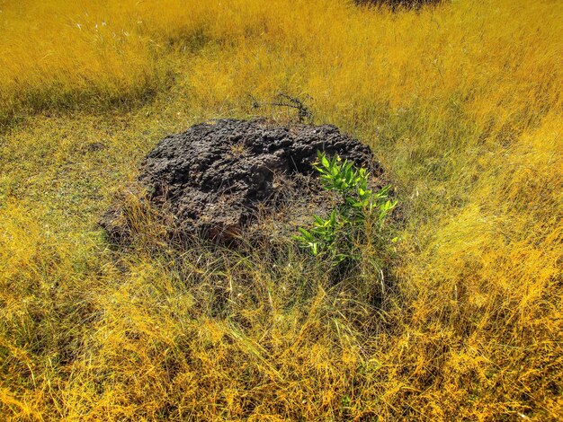 Plants growing on field