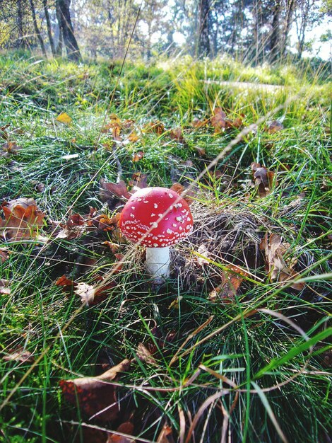 Foto piante che crescono in campo