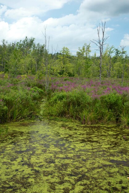 Plants growing on field