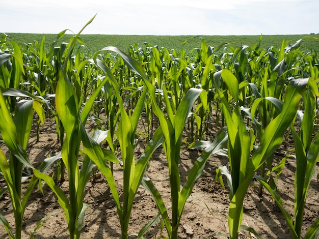 Plants growing on field