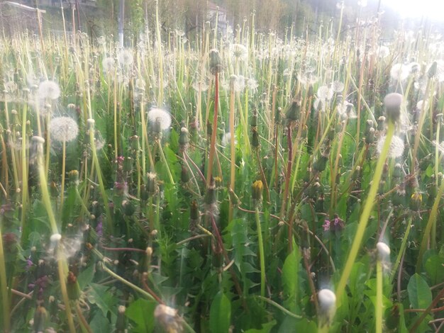 Plants growing on field