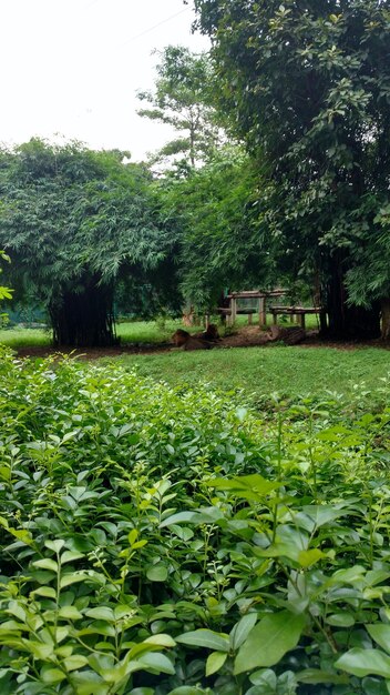 Plants growing on field