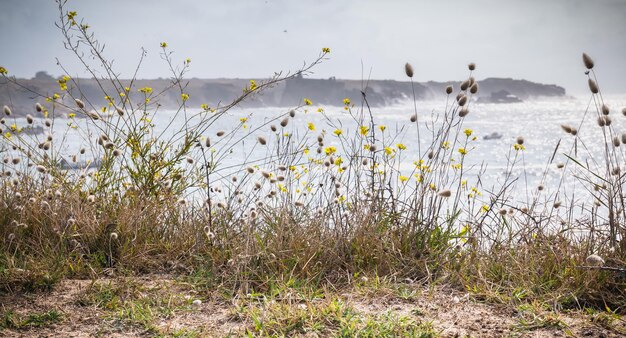 Plants growing on field