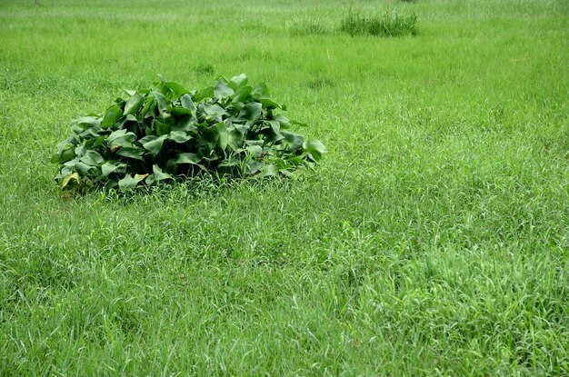 Plants growing on field