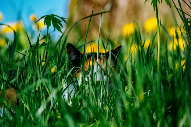 Plants growing on field