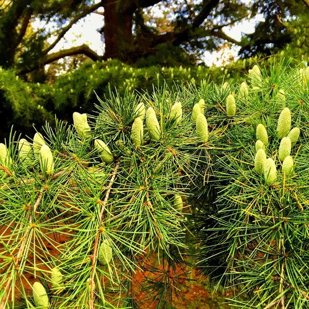 Plants growing on field