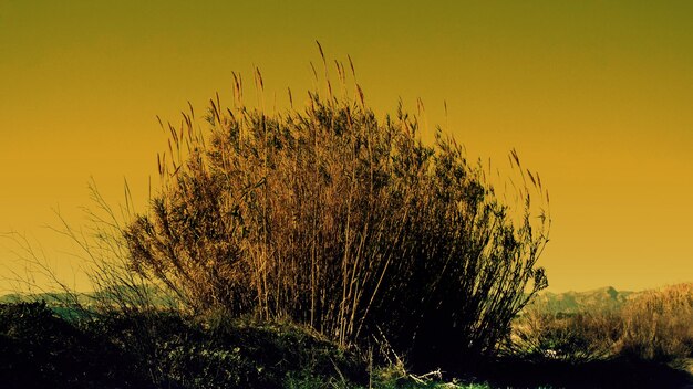 Plants growing on field