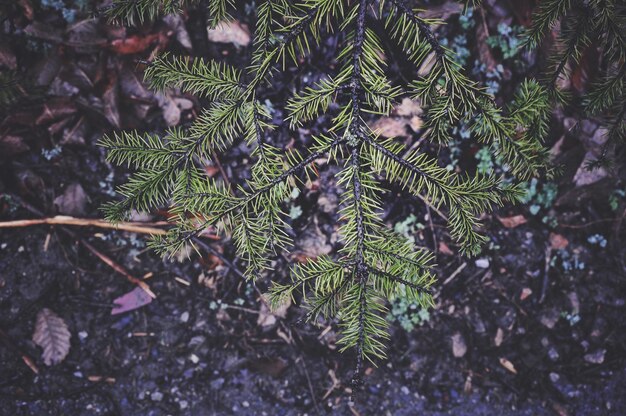 Photo plants growing on field