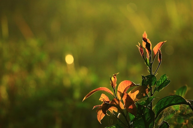 plants growing on field