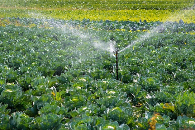 Foto piante che crescono in campo